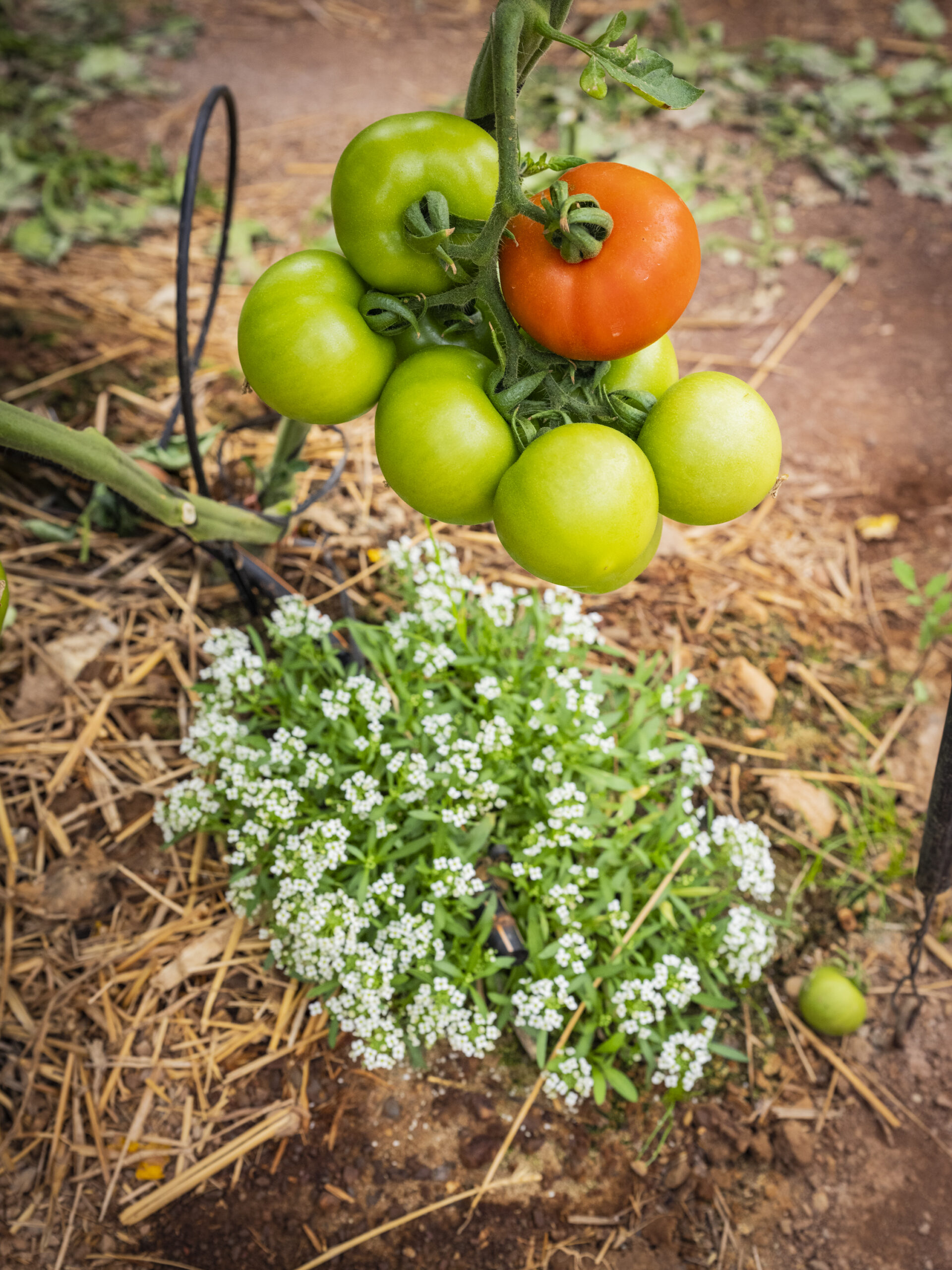 tomate rama ramyle